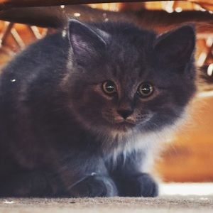 Meet your Posher, Norah